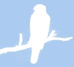 silhouette of hawk perched on a branch