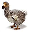 picture of a dodo